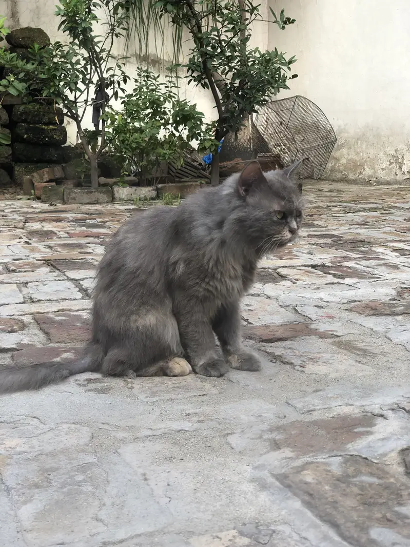 Persian  cat for sale — photo 4