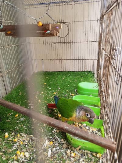 Green Cheek Conure for sale