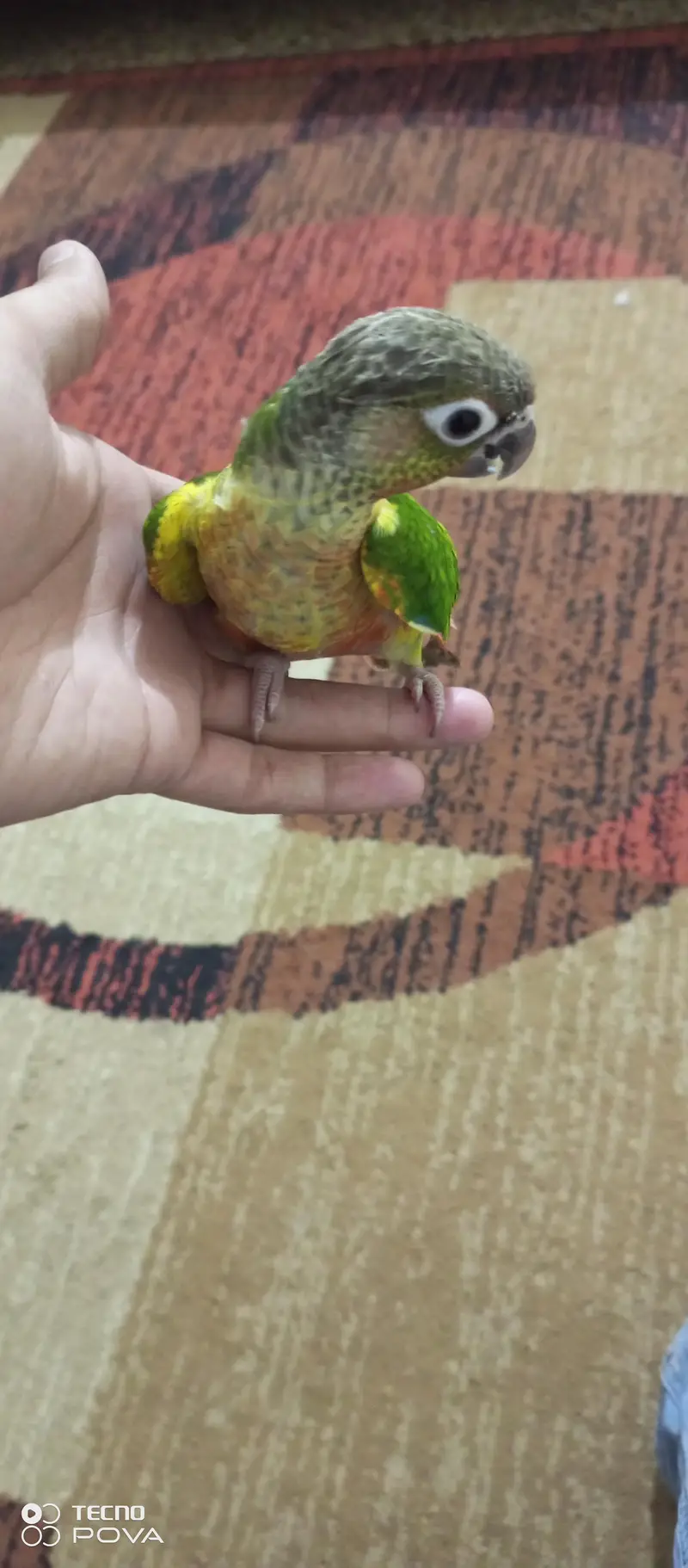 Green Cheek Conure for sale — photo 3