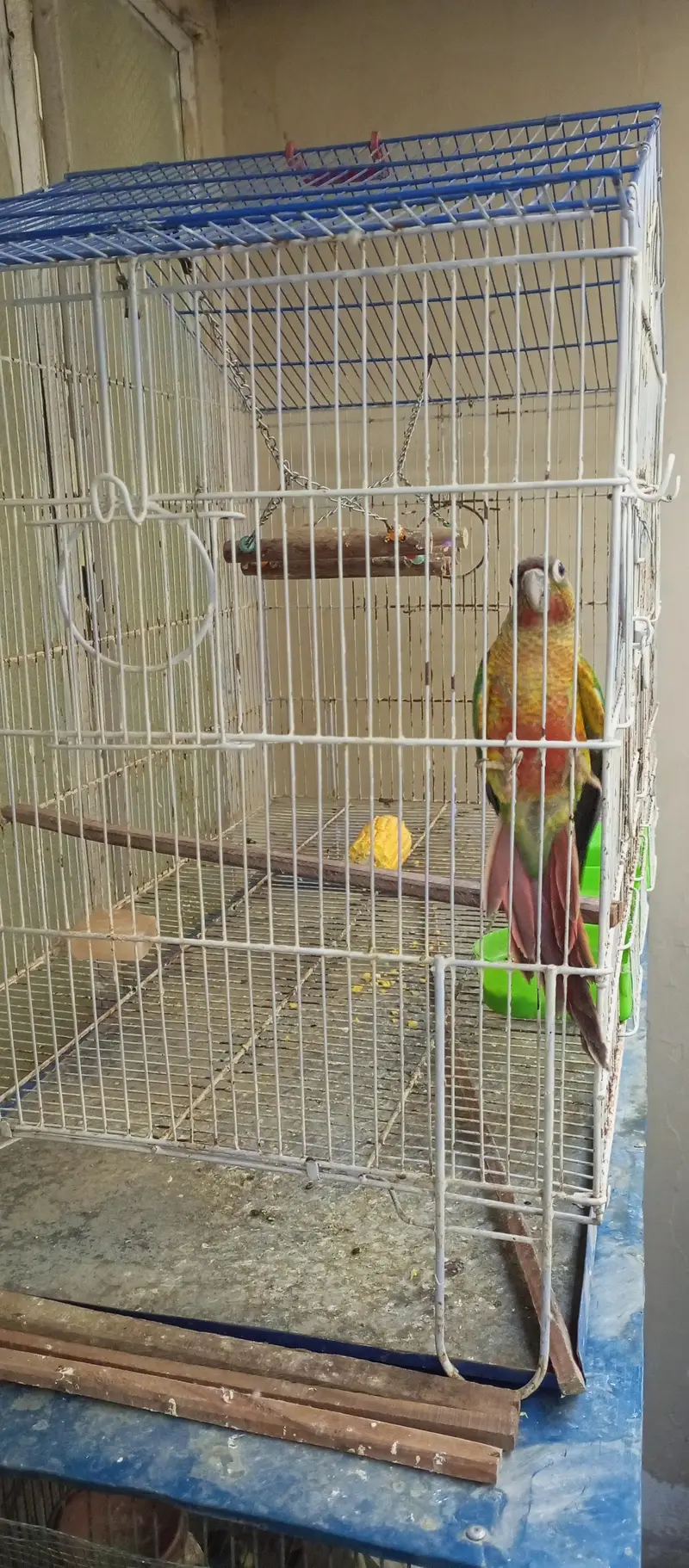 Green Cheek Conure for sale — photo 4