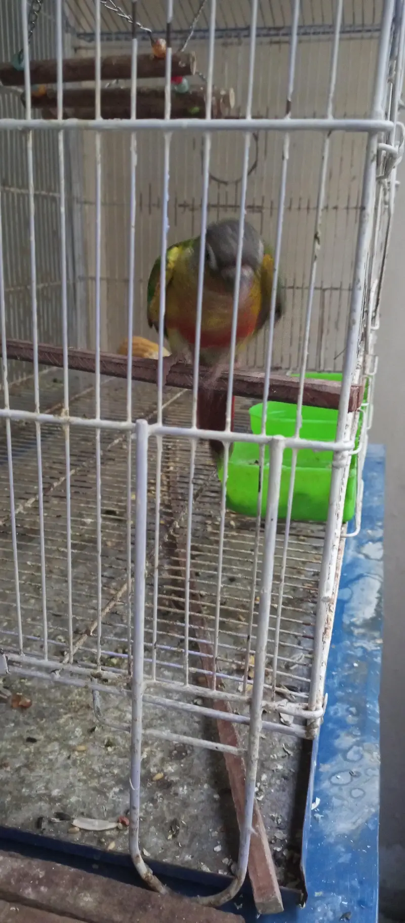 Green Cheek Conure for sale — photo 5