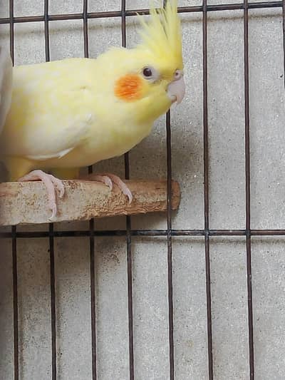 Cockatiel cream red eyes female avilable contact number 03027453600