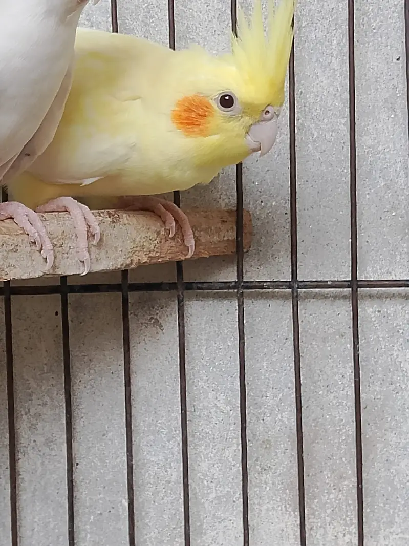Cockatiel cream red eyes female avilable contact number 03027453600 — photo 2