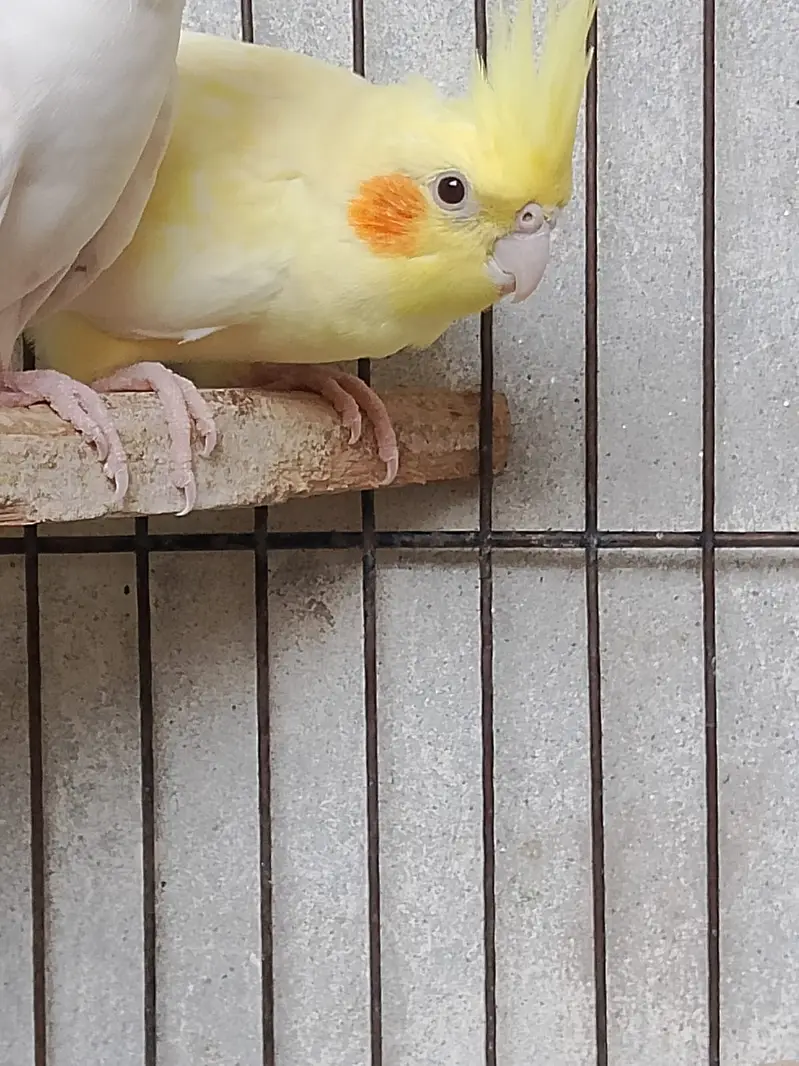 Cockatiel cream red eyes female avilable contact number 03027453600 — photo 3