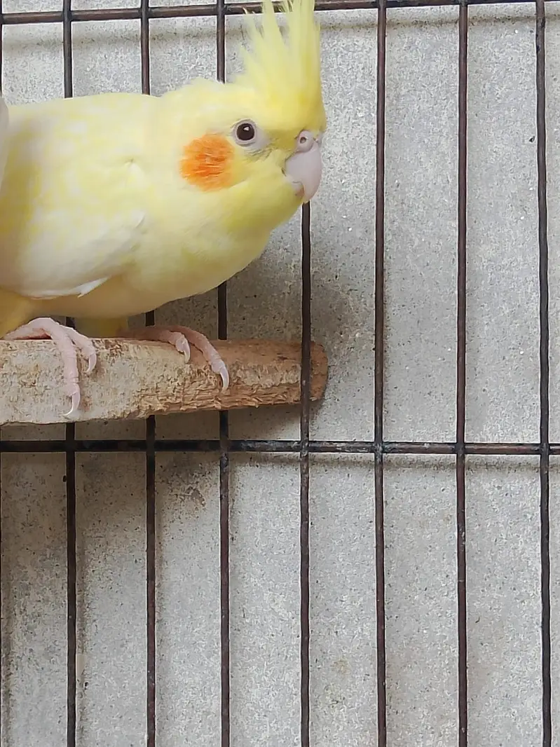 Cockatiel cream red eyes female avilable contact number 03027453600 — photo 4