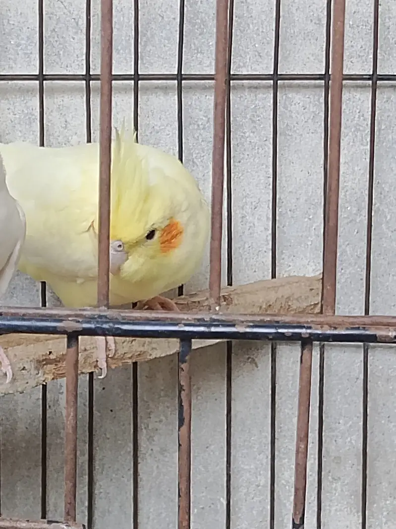 Cockatiel cream red eyes female avilable contact number 03027453600 — photo 5