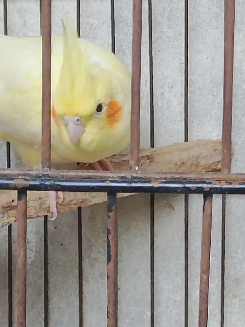 Cockatiel cream red eyes female avilable contact number 03027453600 — photo 6