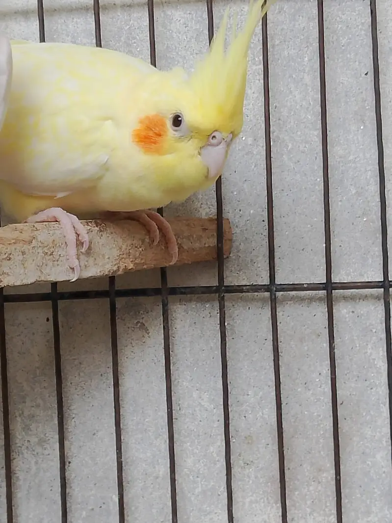 Cockatiel cream red eyes female avilable contact number 03027453600 — photo 7