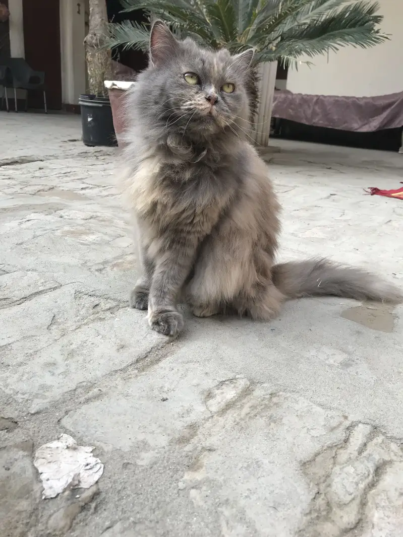 Persian  cat for sale — photo 3