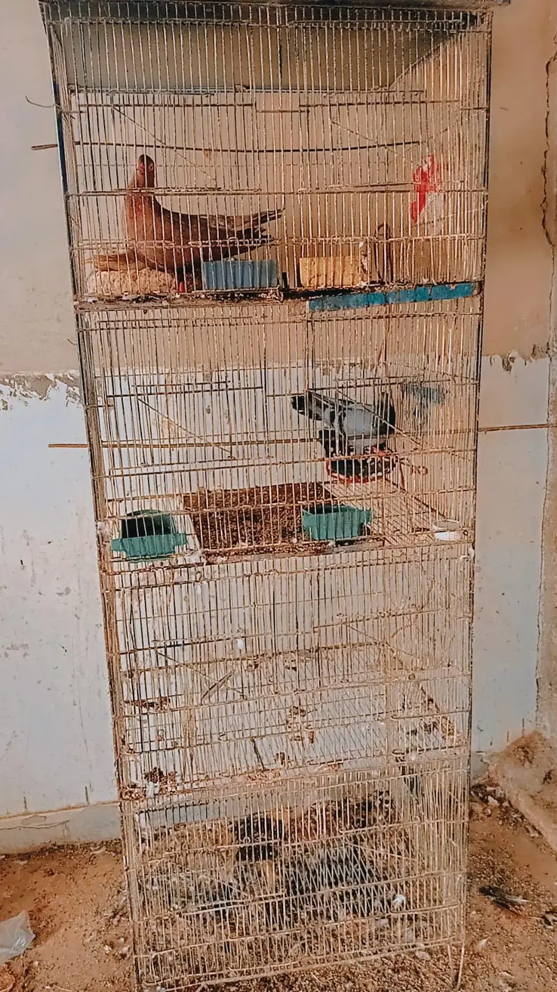new cage just colour ho ga best metal — photo 2