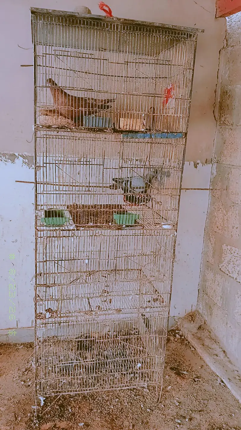 new cage just colour ho ga best metal — photo 3