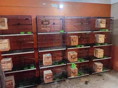 master cages