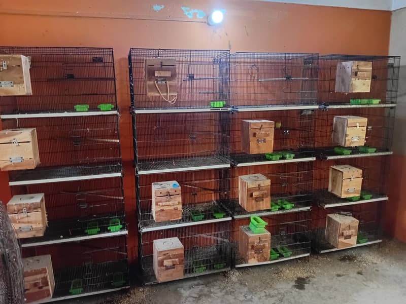 master cages 1