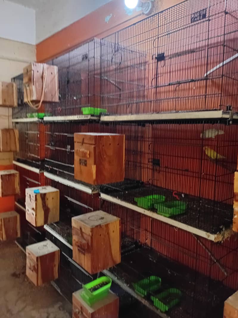 master cages 2