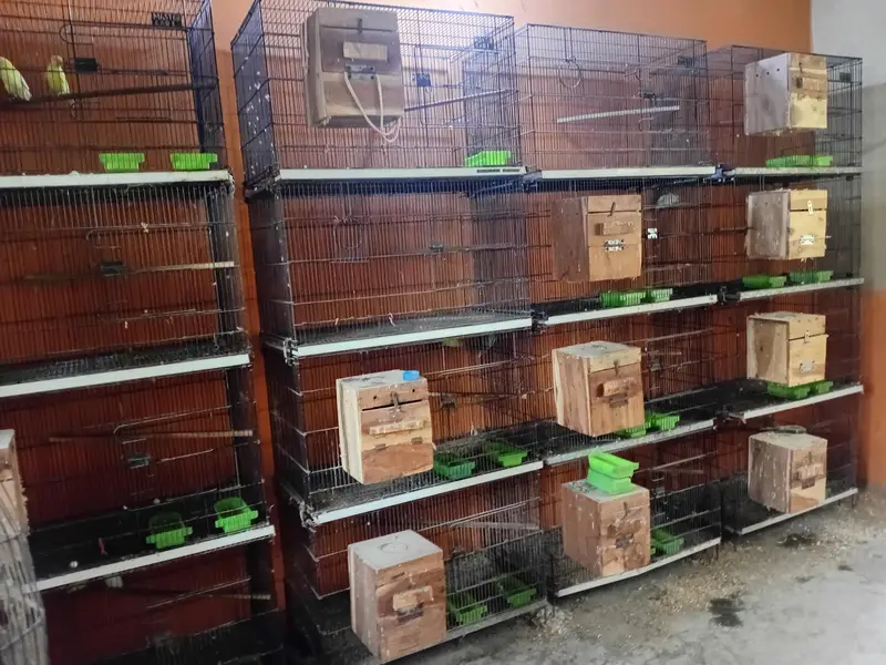 master cages — photo 4