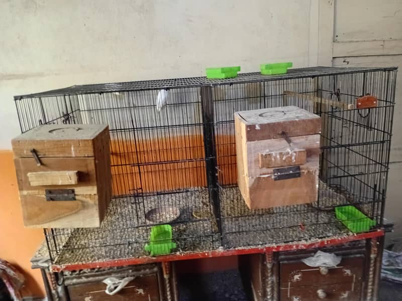 master cages 5