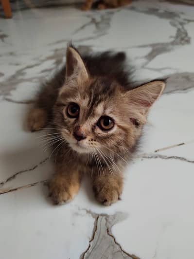 persian female kitten