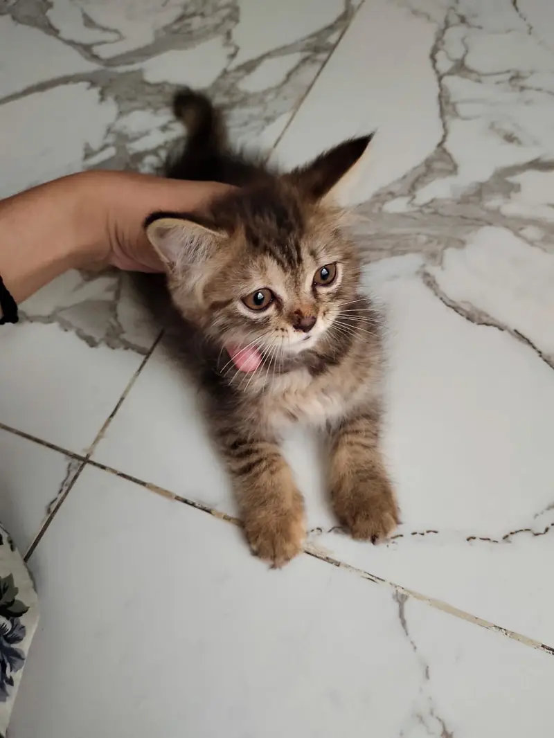 persian female kitten — photo 2