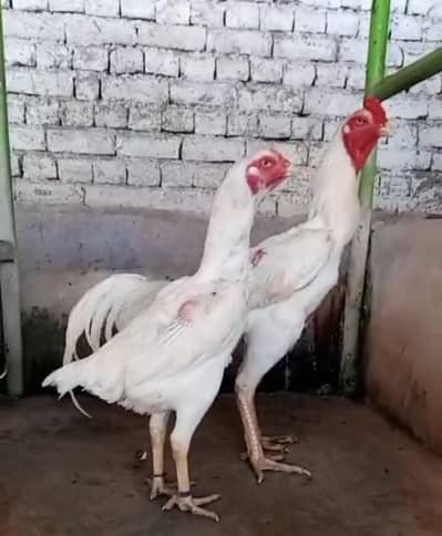 oh shamoo pair for sale