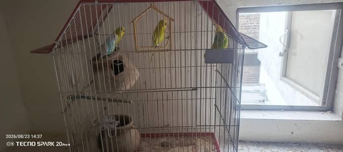Cage and birds sale