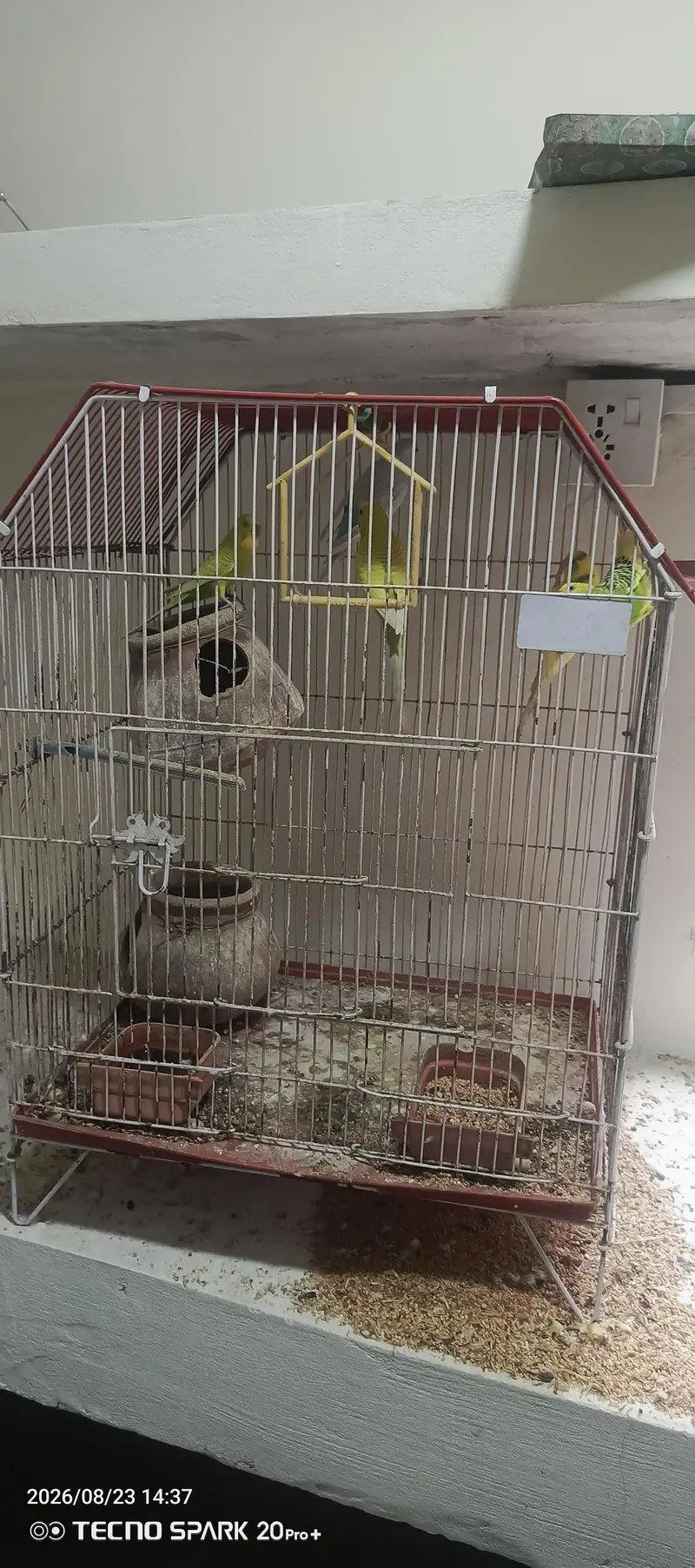 Cage and birds sale — photo 2