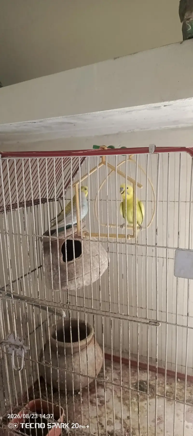 Cage and birds sale — photo 4