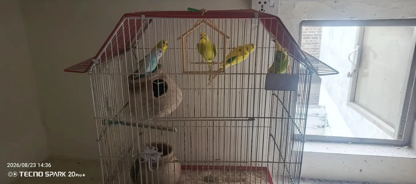 Cage and birds sale — photo 6