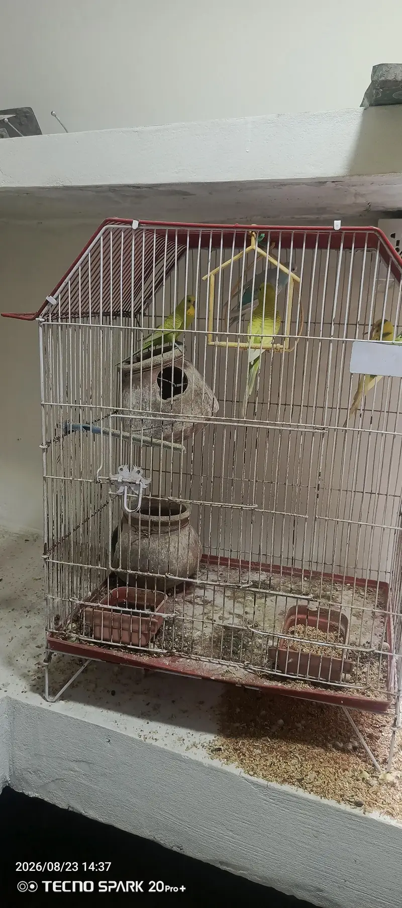 Cage and birds sale — photo 7