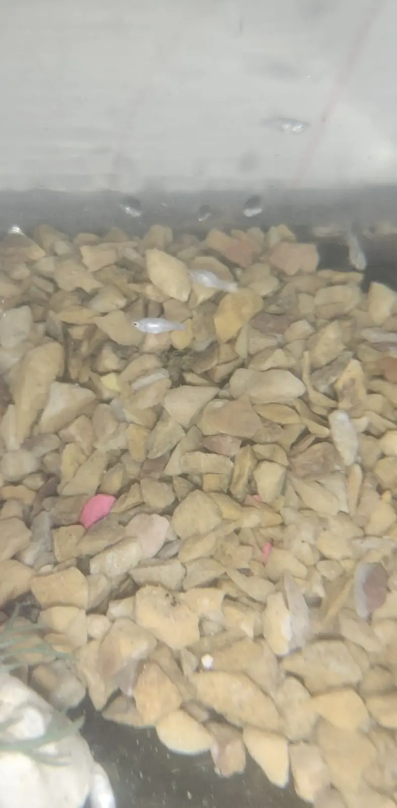 3-Week-Old White Molly Fish for Sale In Islamabad/Rawalpindi — photo 2