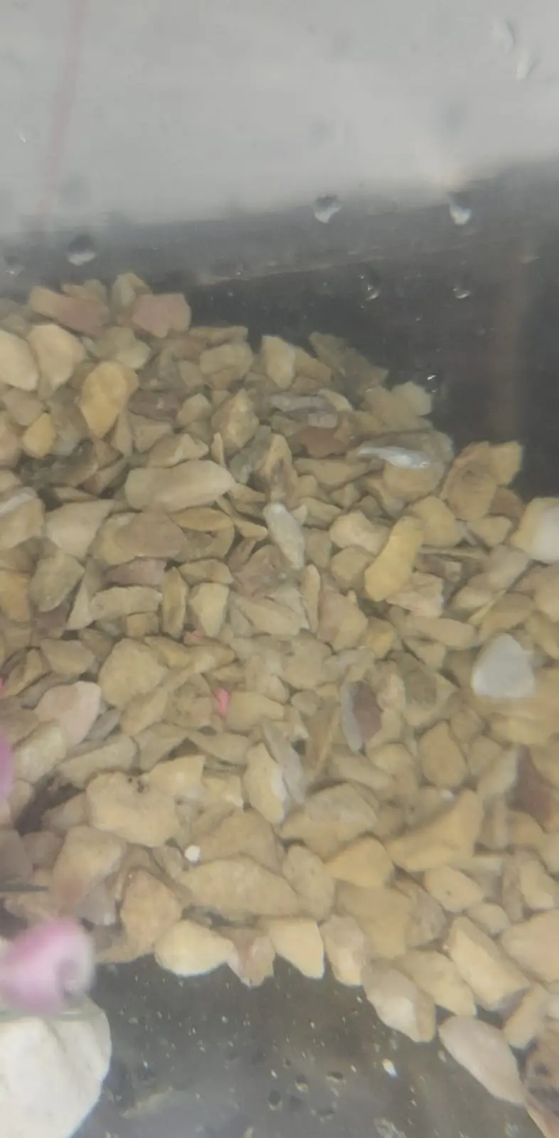 3-Week-Old White Molly Fish for Sale In Islamabad/Rawalpindi — photo 3