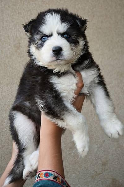SIBERIAN HUSKY PUPPIES