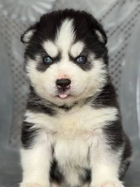 SIBERIAN HUSKY PUPPIES — photo 2