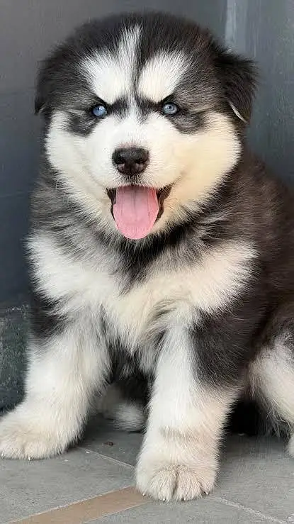 SIBERIAN HUSKY PUPPIES — photo 3