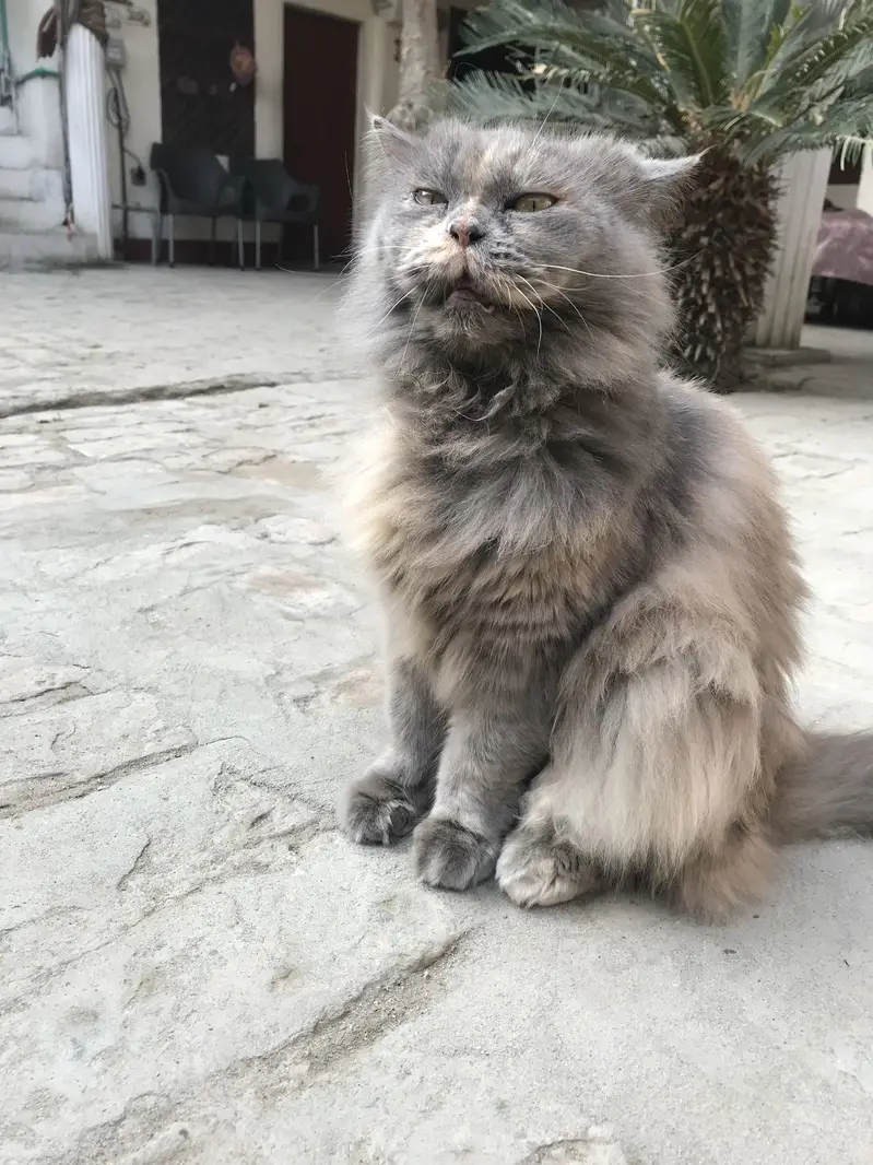 Persian cat for sale — photo 3