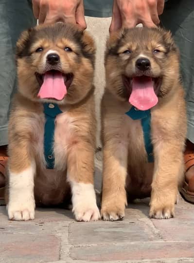 Alabai Pair / security Dog / Afghan Kochi / King kurdish kangal pair