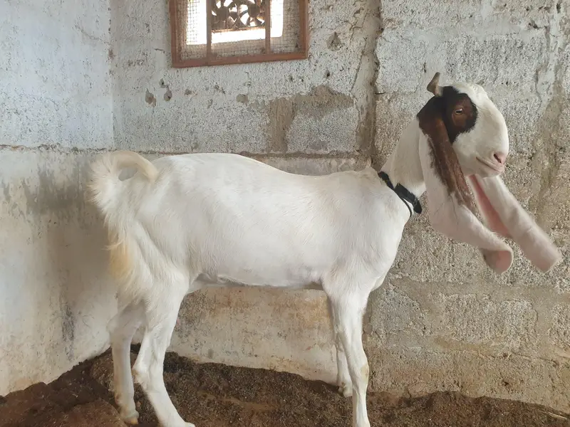 pure gulabi and gulabi ablak — photo 2