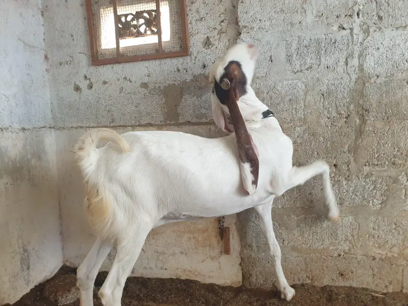 pure gulabi and gulabi ablak — photo 3