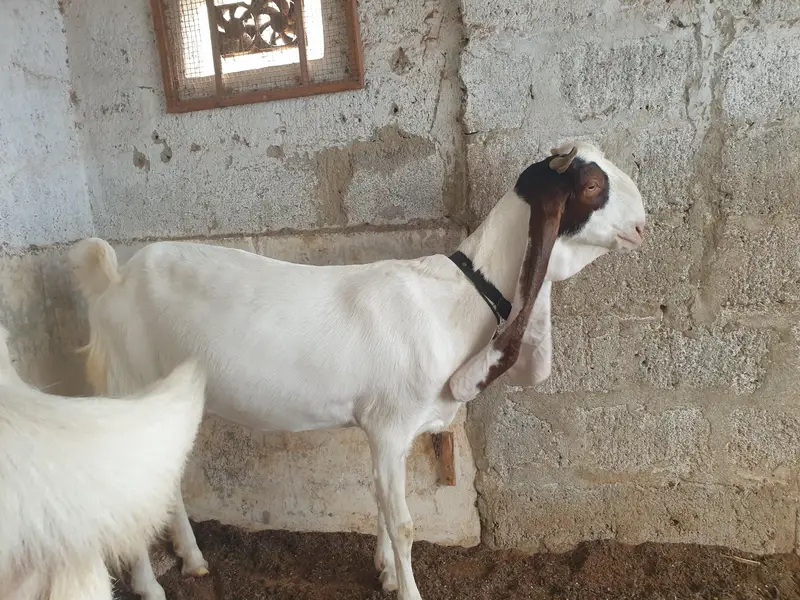 pure gulabi and gulabi ablak — photo 5