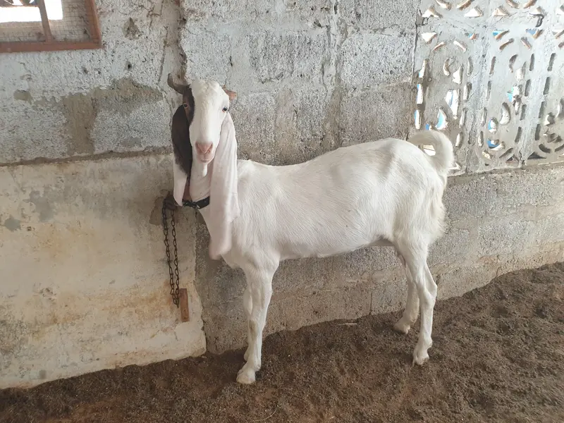 pure gulabi and gulabi ablak — photo 6