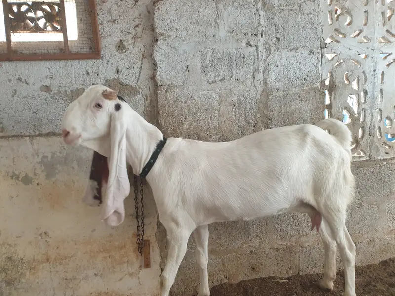 pure gulabi and gulabi ablak — photo 7