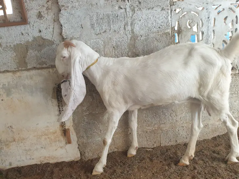 pure gulabi and gulabi ablak — photo 8