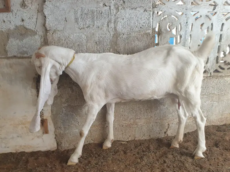 pure gulabi and gulabi ablak — photo 9