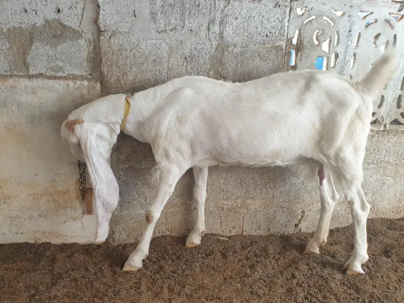 pure gulabi and gulabi ablak — photo 10