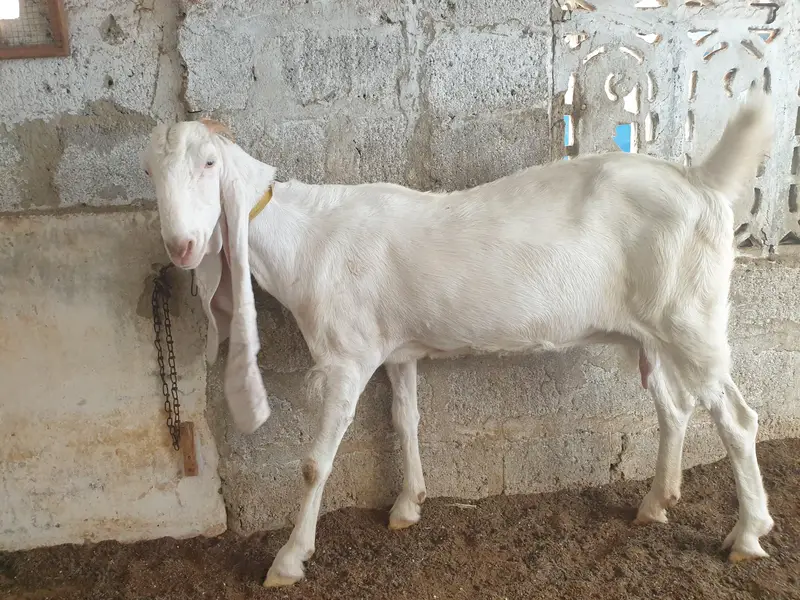 pure gulabi and gulabi ablak — photo 11