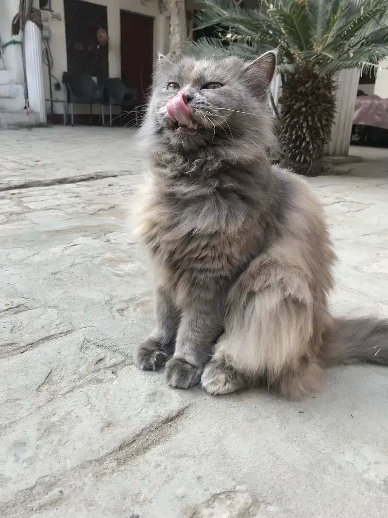 Persian cat for sale — photo 4