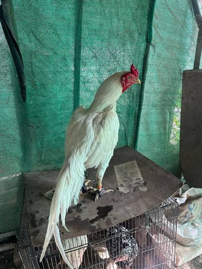 high quality breeder heera pair avb