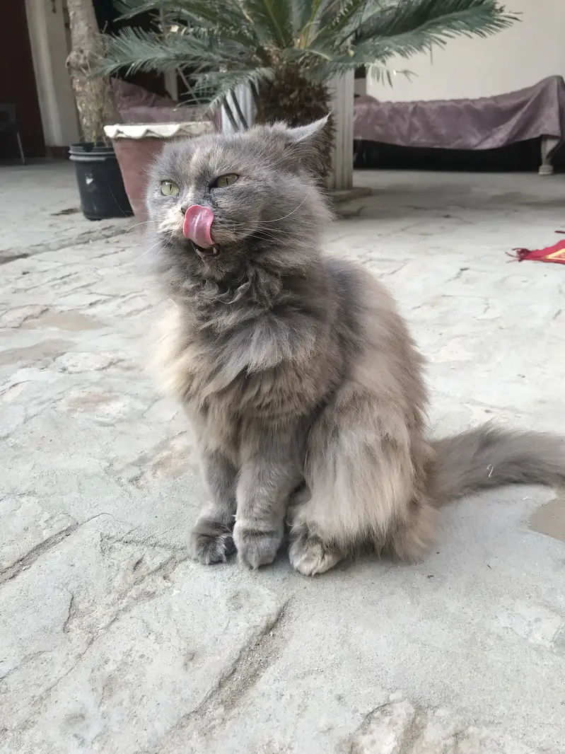 Persian cat for sale — photo 4