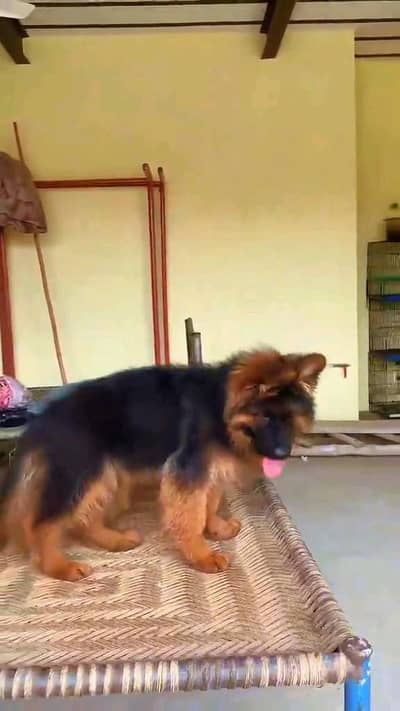 German shepherd puppie WhatsApp contact o344/17/52/88/two
