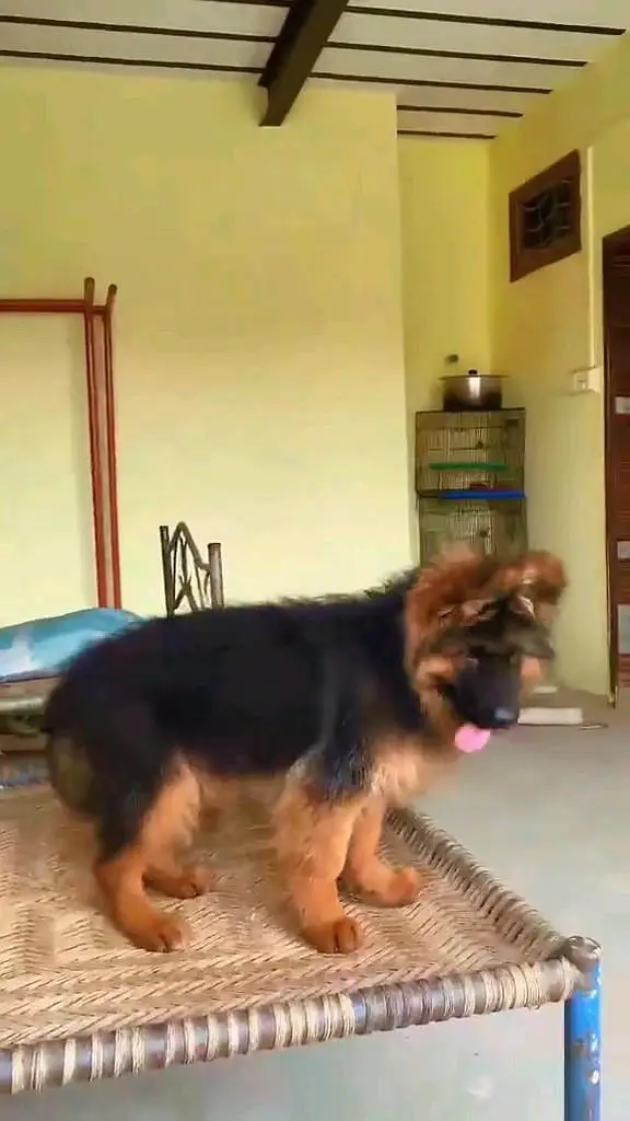 German shepherd puppie WhatsApp contact o344/17/52/88/two — photo 2
