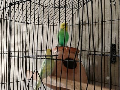 Rambo parrot